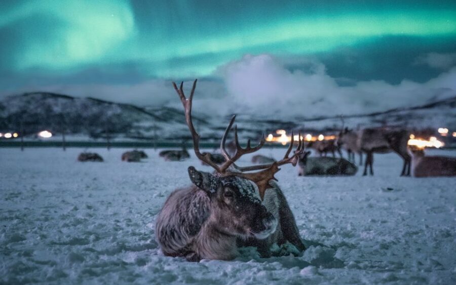 Tromsø: Reindeer Camp Dinner with Chance of Northern Lights - Warming Up in a Candle-Lit Lavvu With Hot Drinks and Cookies