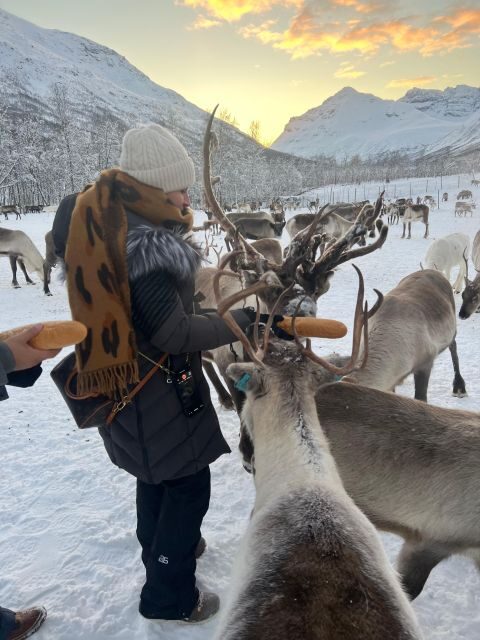 Tromsø: Reindeer Experience at a Sami Camp - Reindeer feeding: up close, yes, but also respectful