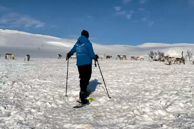 Tromso: Reindeer Feeding and Snowshoeing Tour with Lunch - Meeting point and transport: easier than you’d think in Tromsø