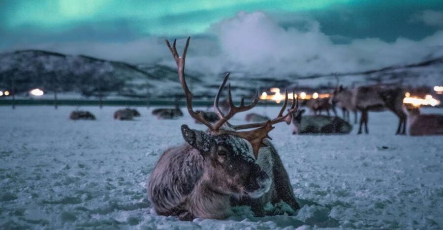 Tromsø: Reindeer Sled, Dinner, and Chance of Northern Lights - Tromsø’s reindeer camp feels different after dark