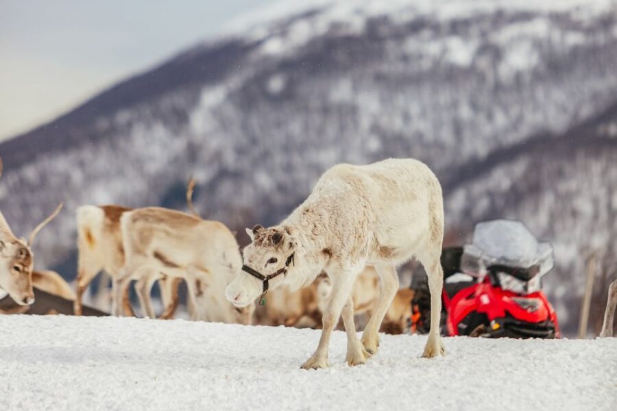 Tromsø: Reindeer Sledding & Feeding with a Sami Guide - Highlights That Make This Tour Worth Your Time