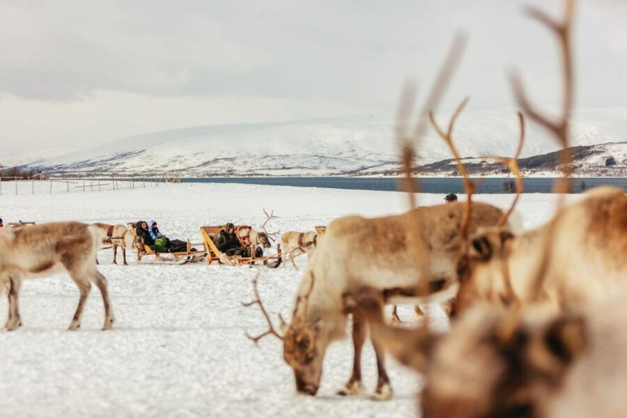 Tromsø: Reindeer Sledding & Feeding with a Sami Guide - What to Wear: Simple Clothing Rules for Real Comfort