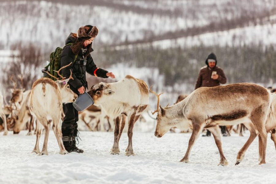 Tromsø: Reindeer Sledding & Feeding with a Sami Guide - Tromsø Pickup at Prostneset: The Logistics That Actually Matter