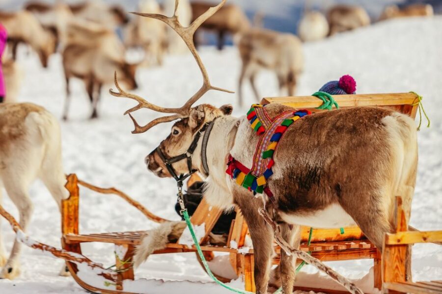 Tromsø: Reindeer Sledding & Feeding with a Sami Guide - Feeding Reindeer in a 300-Animal Herd: Fun, But Pay Attention