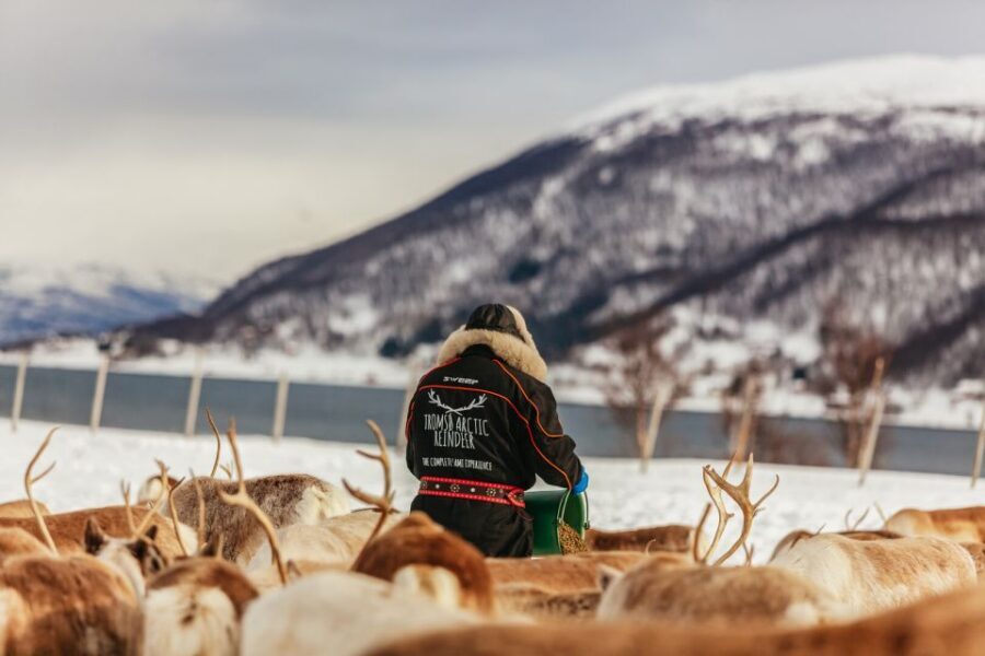 Tromsø: Reindeer Sledding & Feeding with a Sami Guide - Reindeer Sledding: How to Enjoy the Ride (Even If It Feels Brief)