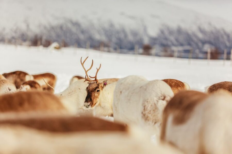 Tromsø: Reindeer Sledding & Feeding with a Sami Guide - The Lavuu Lunch: Warmth, Food, and the Slow Moment by the Fire