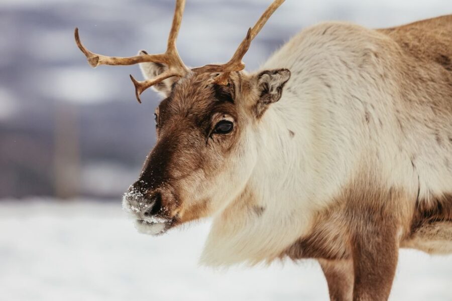 Tromsø: Reindeer Sledding & Feeding with a Sami Guide - Joik and Sami Storytelling: The Cultural Part That Actually Connects
