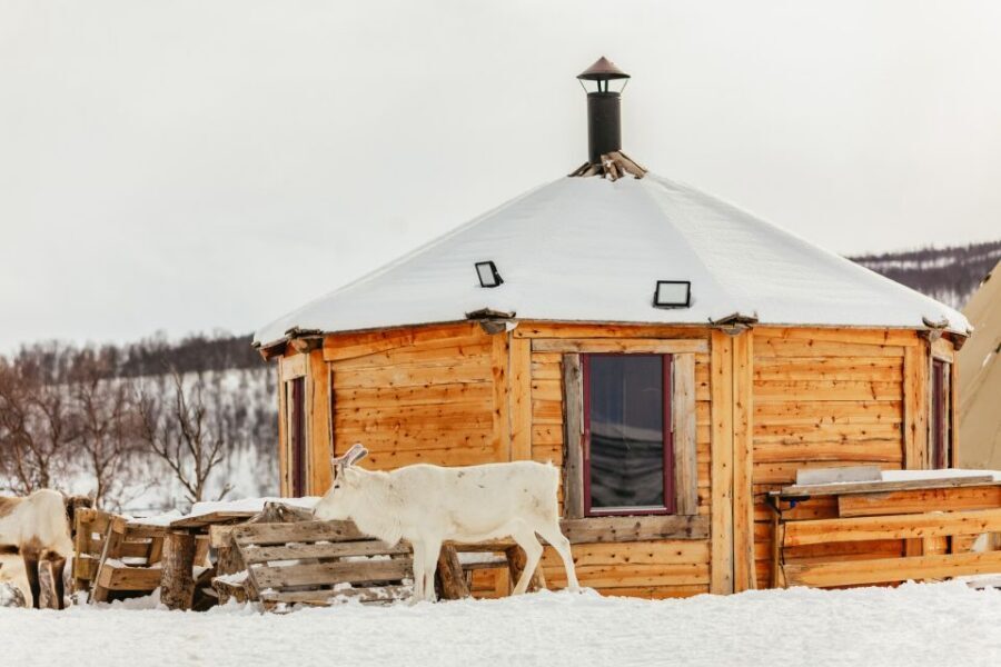 Tromsø: Reindeer Sledding & Feeding with a Sami Guide - Price and Value: What $198 Covers in Real Life