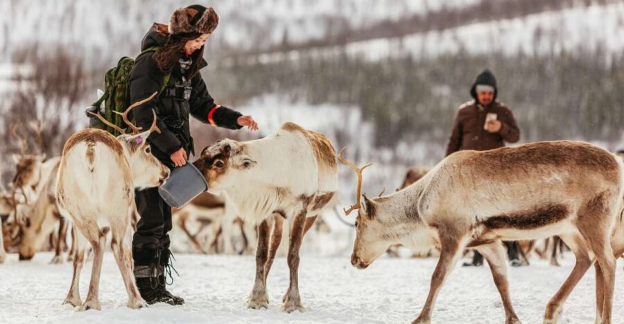 Tromsø: Reindeer Sledding & Feeding with a Sami Guide - Who This Tour Fits Best (And Who Should Think Twice)