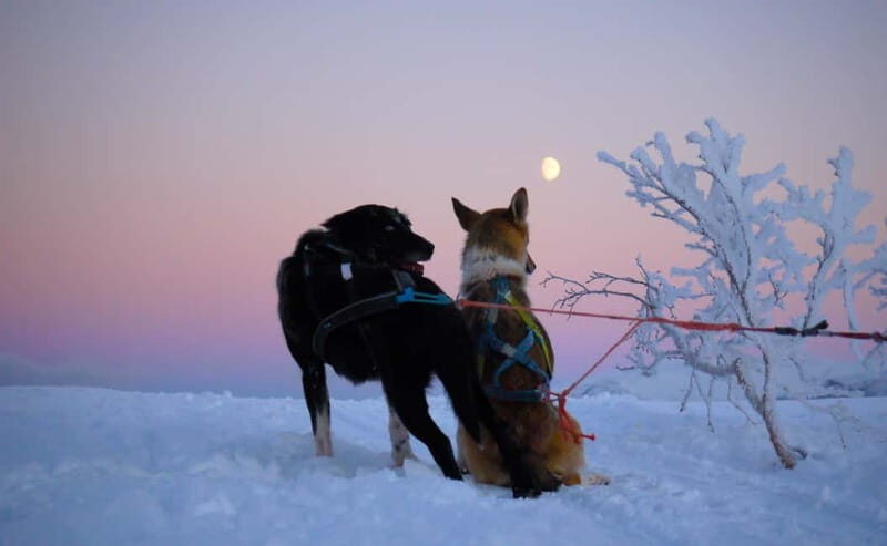 Tromsø: Self-Drive Husky Dog Sledding Adventure - Quick Tips for a Smoother First-Time Run