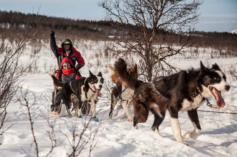 Tromsø: Self-Drive Husky Dog Sledding Adventure - How the Day Starts at Scandic Ishavshotel