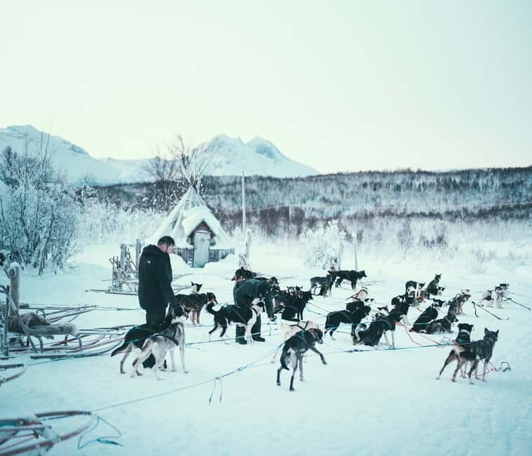 Tromsø: Self-Drive Husky Dog Sledding Adventure - Self-Drive 101: Training and Role Swaps on Your Sled