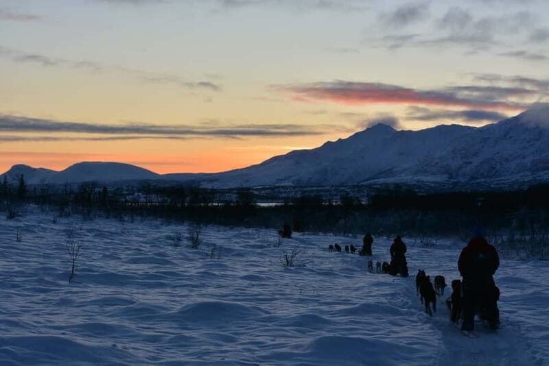 Tromsø: Self-Drive Husky Dog Sledding Adventure - On Snow: The Run, the Views, and the Real Work
