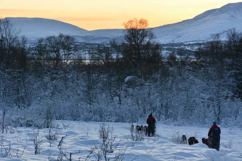 Tromsø: Self-Drive Husky Dog Sledding Adventure - Sami Lavvo Reward: Hot Drinks, Cake, and a Cozy Fire