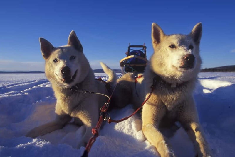 Tromsø: Self-Drive Husky Dog Sledding Adventure - Price and Value: What You Get for $328