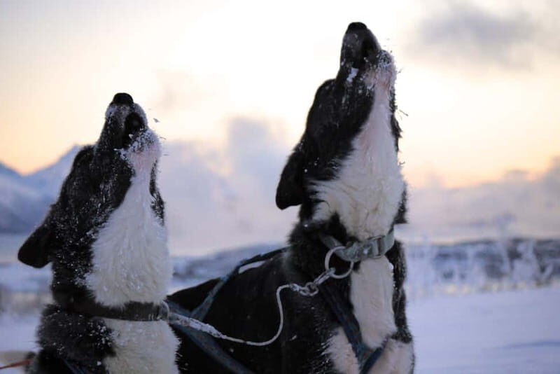 Tromsø: Self-Drive Husky Dog Sledding Adventure - Who Should Book, and Who Should Skip
