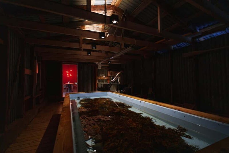 Tromsø: Tasty King Crab Adventure - From soup to steaming: what you actually eat