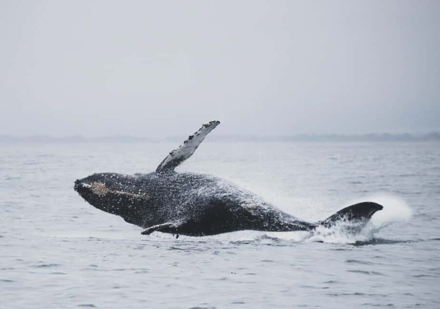 Tromsø Whale Safari with MS Gabriele - Should You Book the Tromsø Whale Safari With MS Gabriele?
