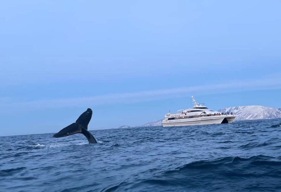 Tromsø Whale Safari with MS Gabriele - Why MS Gabriele Feels Right for Arctic Whale Watching