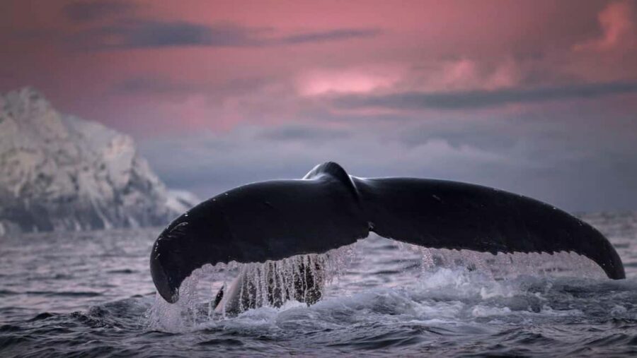 Tromsø Whale Safari with MS Gabriele - When Whales Aren’t Around: Fjord Cruise and Sommarøy