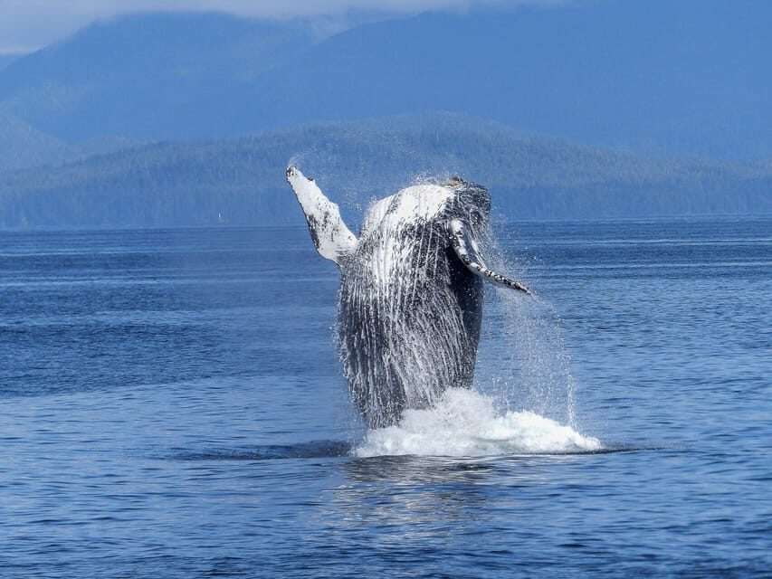 Tromsø Whale Safari with MS Gabriele - Weather, Waves, and the Motion Sickness Question