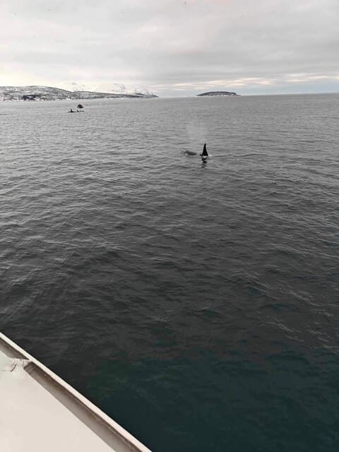 Tromsø Whale Safari with MS Keiser Wilhelm - What You’re Really Chasing: Orcas, Humpbacks, and the Herring Connection