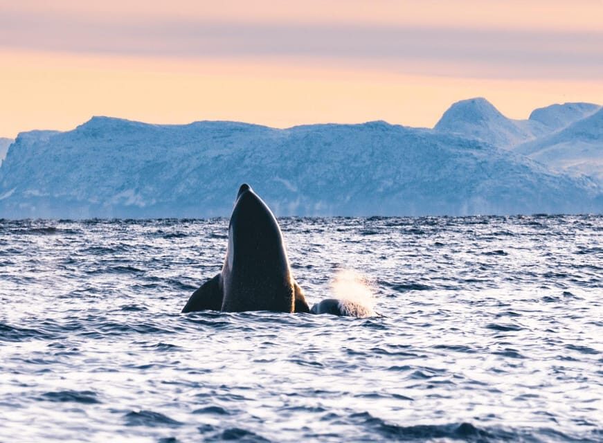 Tromsø Whale Safari with MS Keiser Wilhelm - If the Weather Turns: The Fjord Cruise Plan B