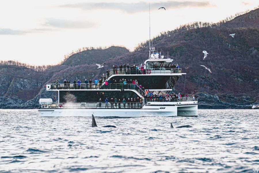Tromsø: Whale Watching Tour by Hybrid-Electric Boat - Hybrid-electric catamaran: why this boat design matters