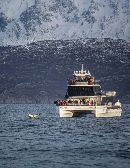 Tromsø: Whale Watching Tour by Hybrid-Electric Boat - From Kaigata pier to Skjervøy: how the day unfolds