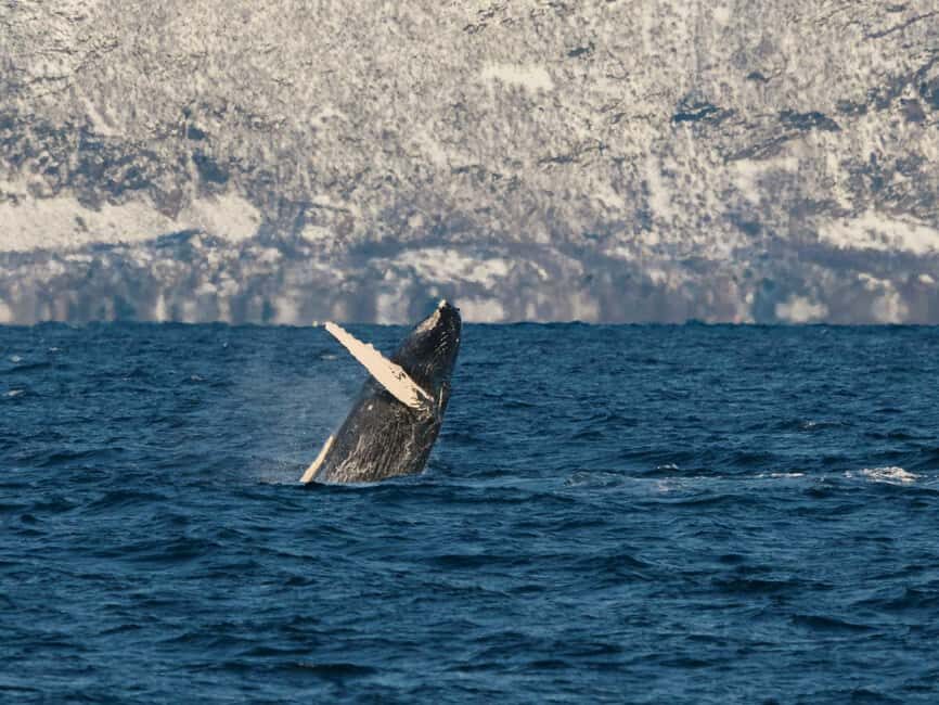 Tromsø: Whale Watching Tour by Hybrid-Electric Boat - Seeing orcas and the rest: what “95% success” really means