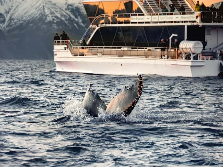 Tromsø: Whale Watching Tour by Hybrid-Electric Boat - The on-board experience: warm rooms, smart guidance, and real pacing