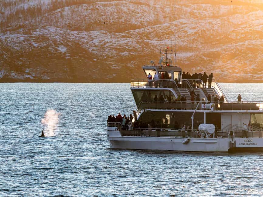 Tromsø: Whale Watching Tour by Hybrid-Electric Boat - Should you book this Tromsø whale watching tour?