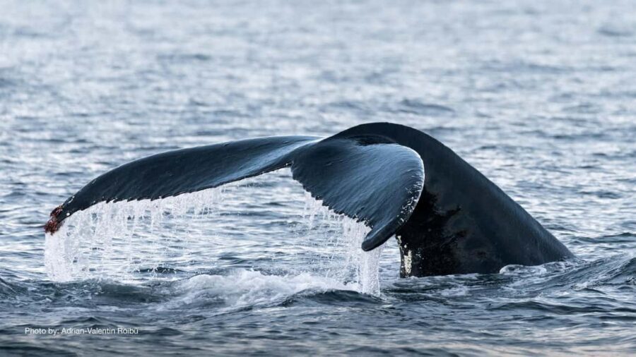 Tromsø: Whale Watching Tour by Hybrid-Electric Boat - Safety briefing, then whale hunting begins