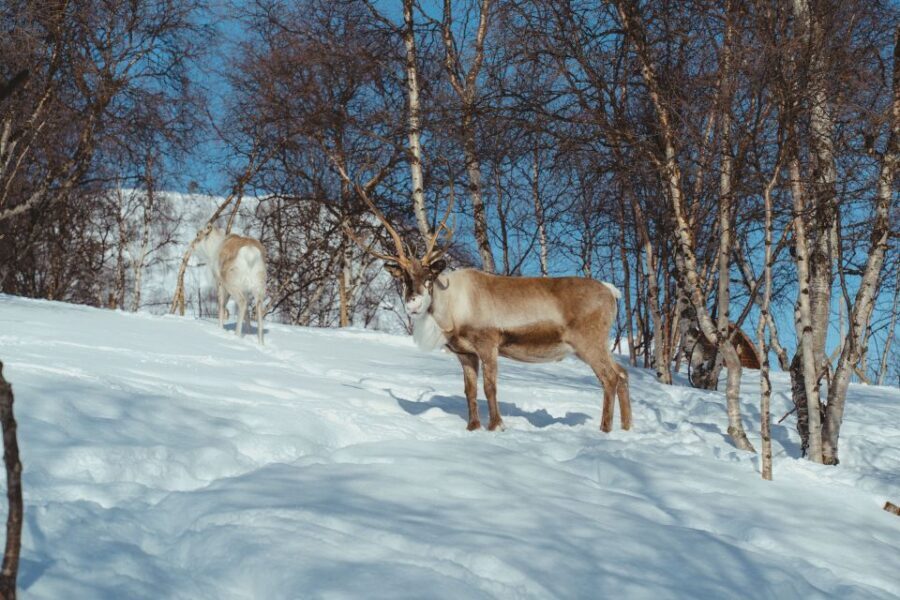 True Locals of the Arctic: Reindeer Sledding at Camp Tamok - Key highlights that make this Camp Tamok day work