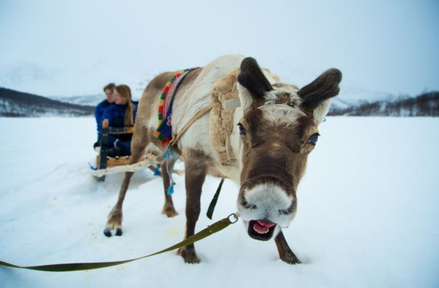 True Locals of the Arctic: Reindeer Sledding at Camp Tamok - Getting geared up: thermal suit, boots, and the scarf checklist