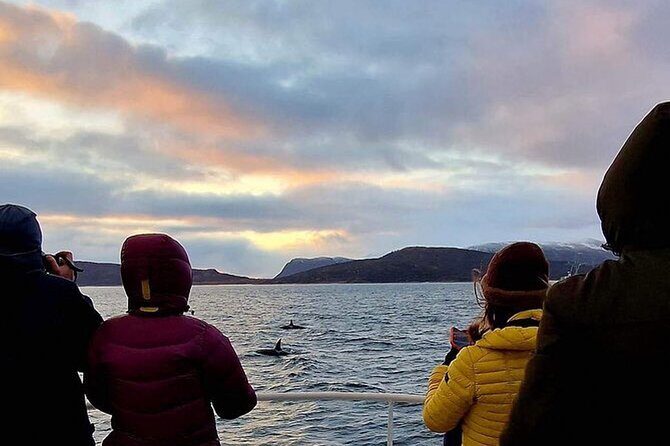 Whale Safari in Tromso - Key takeaways before you go