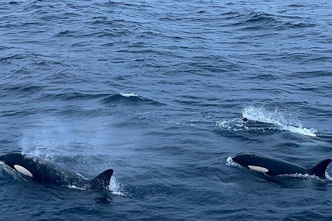Whale Safari in Tromso - Orcas and humpbacks: what to hope for (and why you might get different sightings)