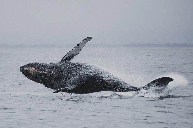 Whale Safari in Tromso - Comfort and facilities: small details that matter in cold weather
