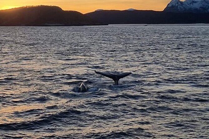 Whale Safari in Tromso - Who should book this Tromsø whale safari (and who should think twice)