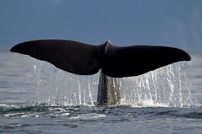 Whale Safari in Tromso - If you want the best chance of a great day, do this