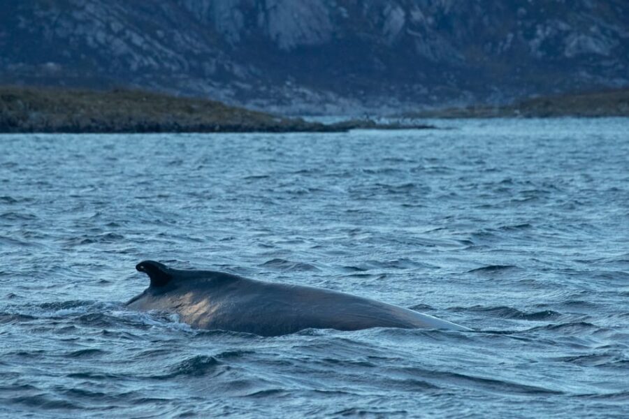 Whale Watching RIB Safari at Skjervøy - Key things that make this whale RIB safari work