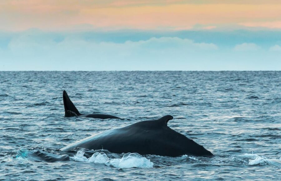 Whale Watching RIB Safari at Skjervøy - Gear and warmth: how they help you survive the Arctic comfortably