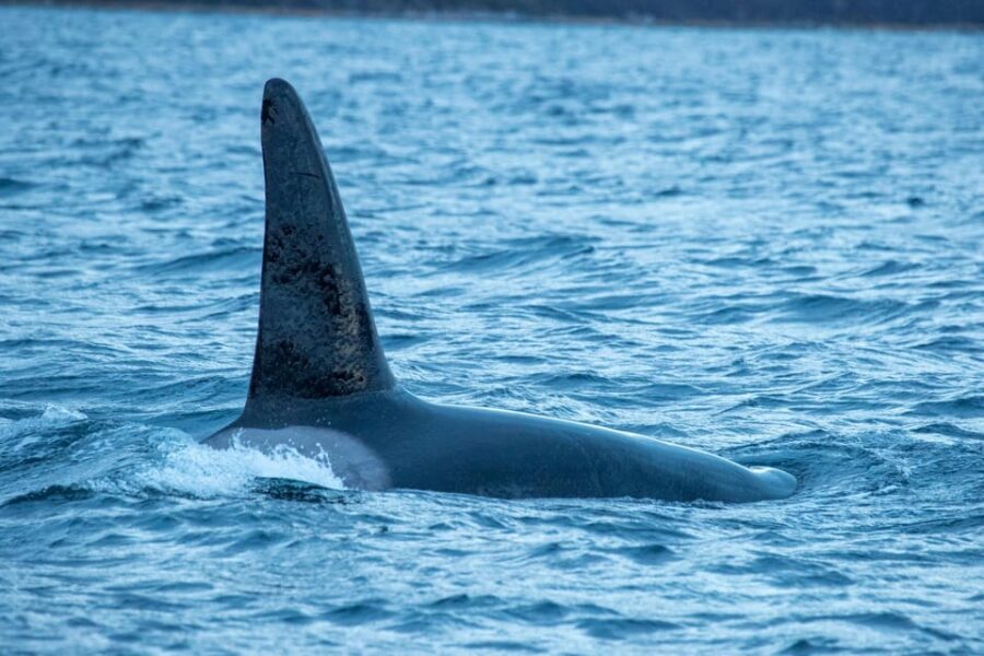 Whale Watching RIB Safari at Skjervøy - Who should book this and who should skip it